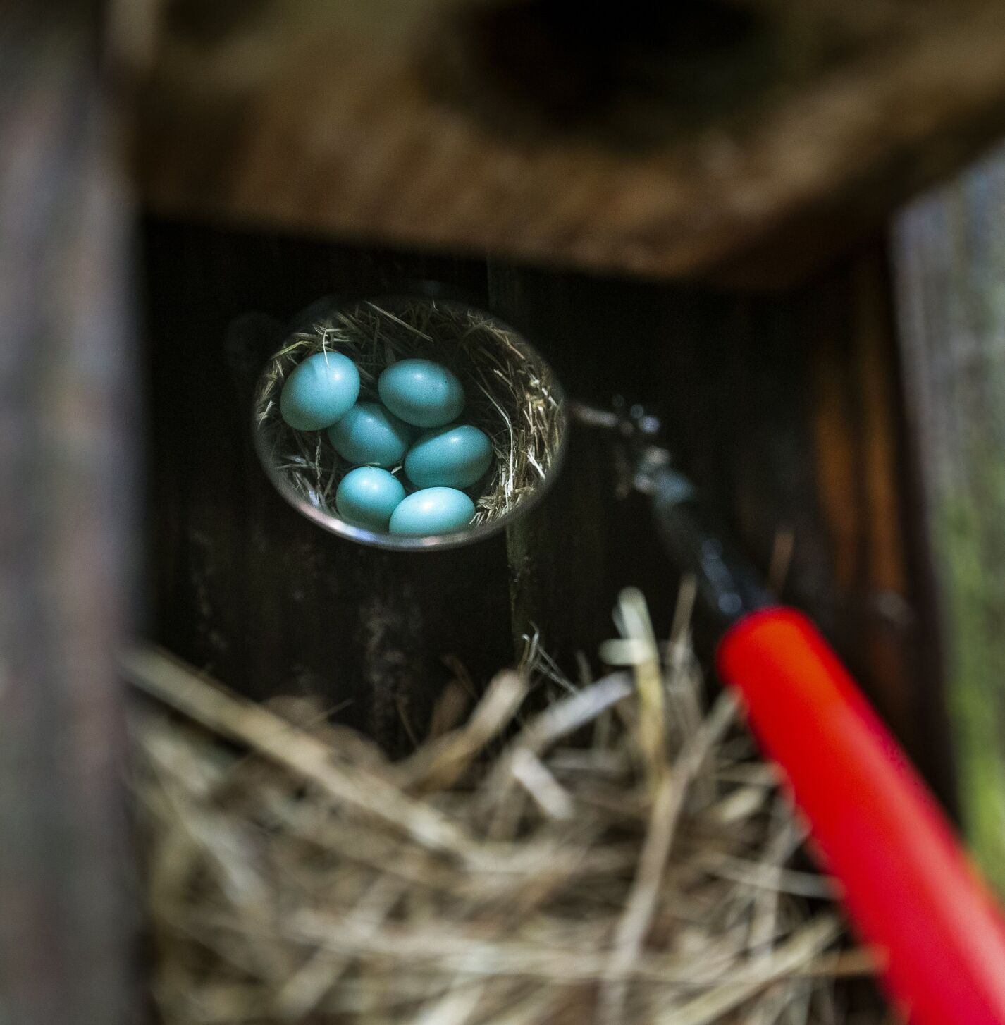 blue birds